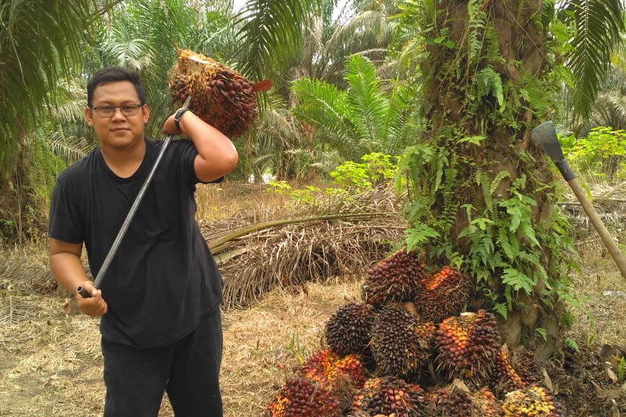 Harga TBS Sawit Riau Meroket Petani Senyum Senyum