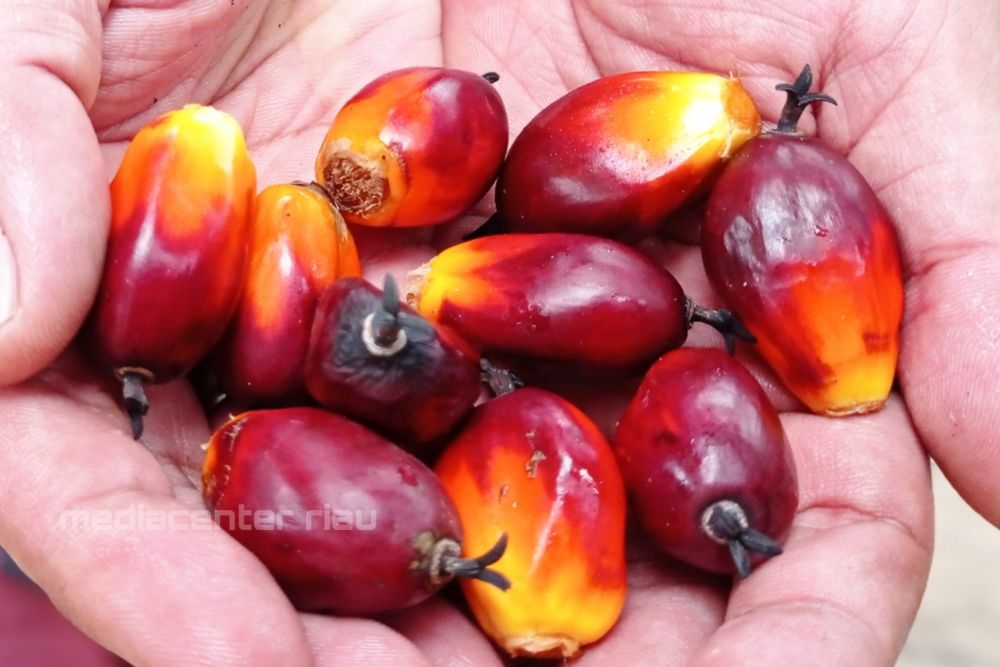 PKS Dilarang Tetapkan Harga TBS Diluar Ketetapan Pemerintah