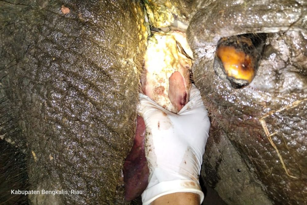 Ini Penjelasan, PLT BBKSD Riau Beberkan  Nekropsi Gajah Mati di Bengkalis