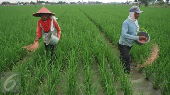 Pertama di Indonesia, Klaten Bakal Jadi Pusat Produksi Pupuk Karbon 