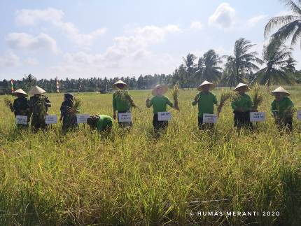 Wabup Said Hasyim Bersama Sekdaprov Riau Lakukan Panen Raya Padi di Desa Bina Maju Kecamatan Rangsang Barat