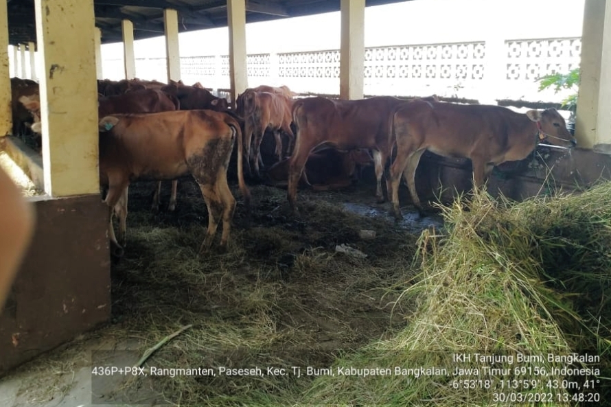 Babinsa dan Tim Kesehatan Hewan Rupat  Datangi  Ternak Sapi Warga Pemberian Vaksin